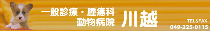川越市の動物病院、動物病院　川越