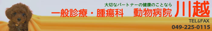 川越市の動物病院、動物病院　川越